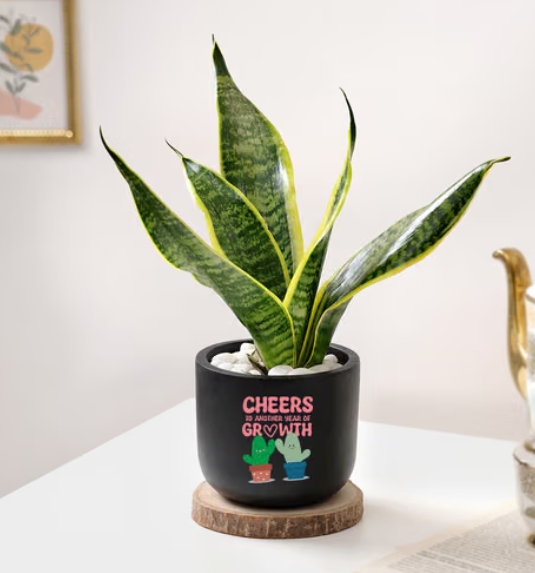 Snake Plant in Printed Ceramic Pot ⭐