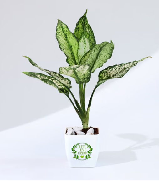 Chinese Evergreen Plant in White Pot ⭐