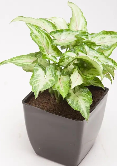 Syngonium Green Plant in Plastic Pot.