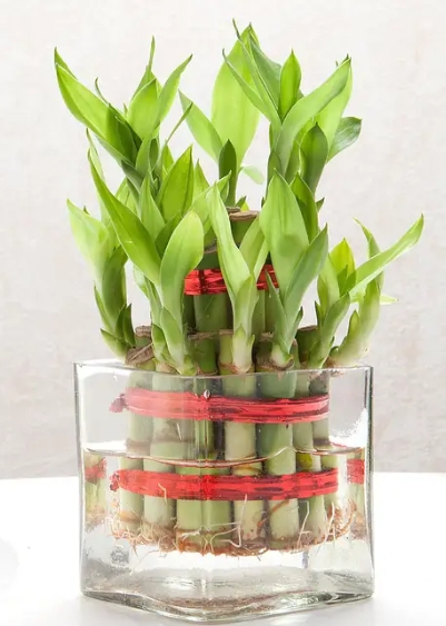 Square Vase 2 Layer Bamboo Plant